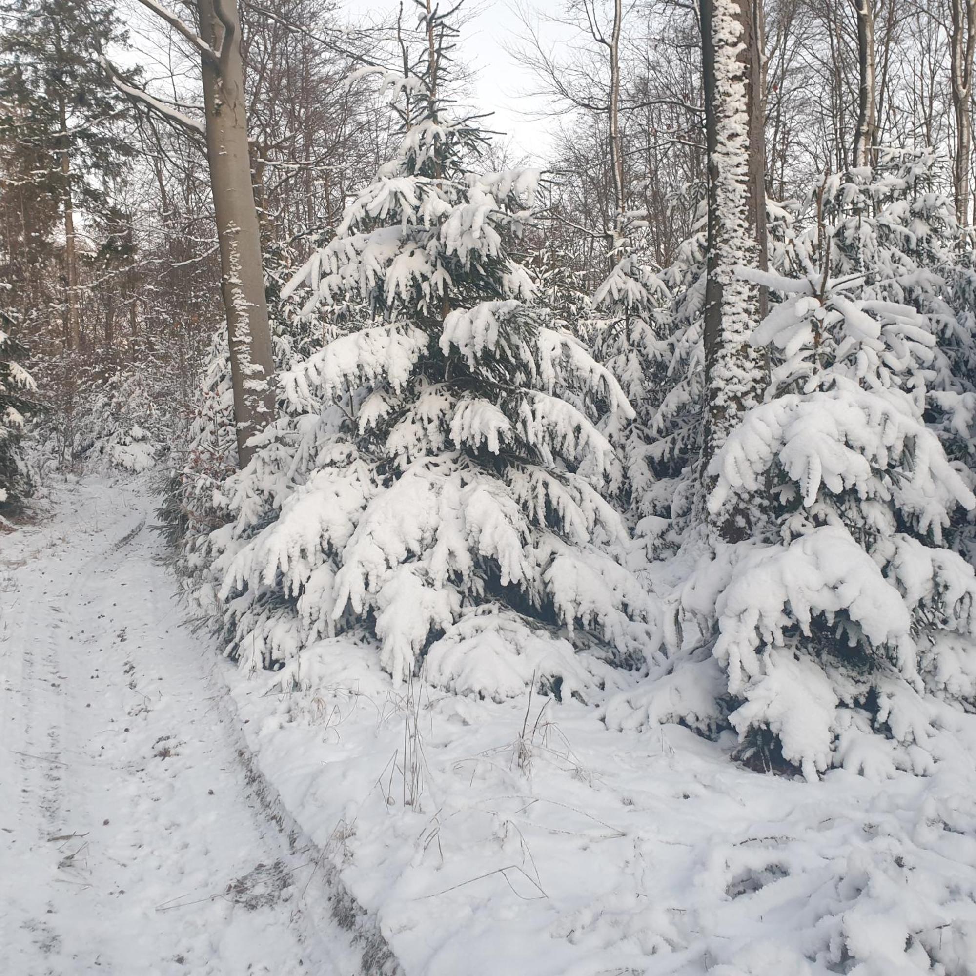 Fewo Winter In Der Villa Waldrand Mit Zwei Balkonen Bad Wünnenberg Exterior foto